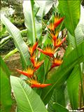 Jardín Botánico - SAN JUAN